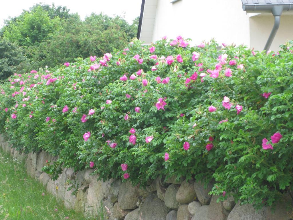 Urlaubsglueck Familien- & Hunde-Paradies Rankwitz Habitación foto
